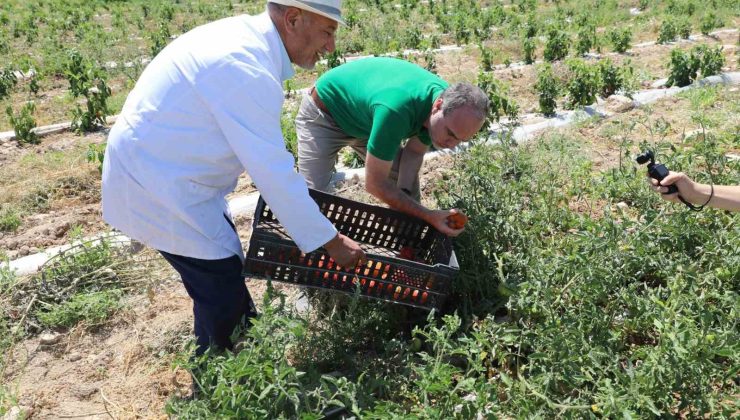 Niğde’de üniversitenin tarım arazilerinde sebze meyve hasadı başladı