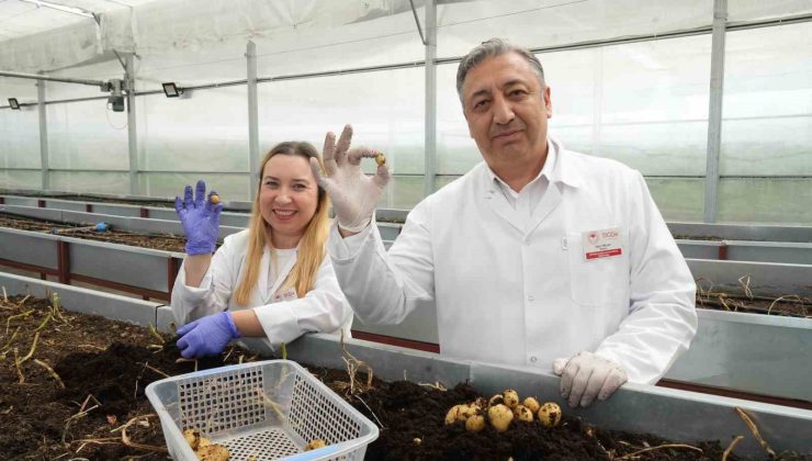 Yerli patates çeşitleri sofralara geliyor