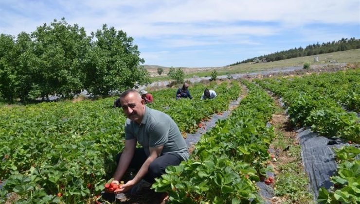 ’Çiftlik ilçesine Çilek Tadında Proje’ hayata geçiyor