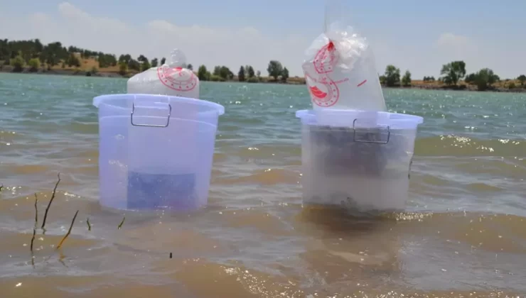 Niğde’deki göletlere 52 bin balık bırakıldı