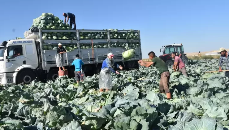 Niğde’de turfanda lahana hasadı başladı