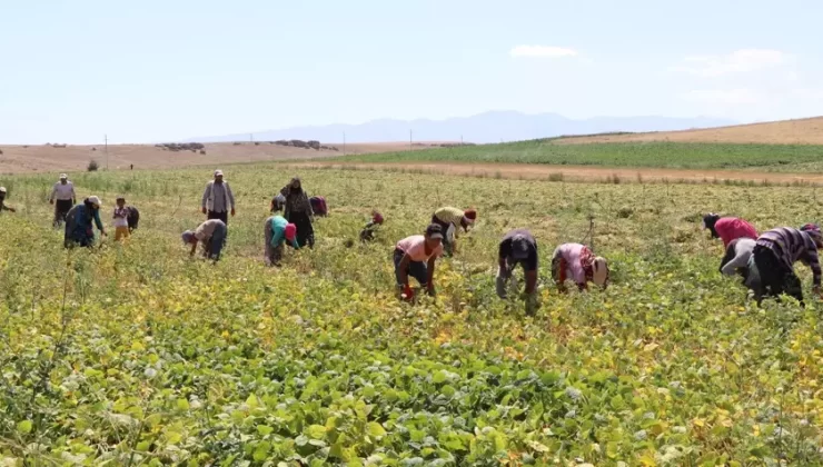 Niğde’de fasulye hasadı başladı