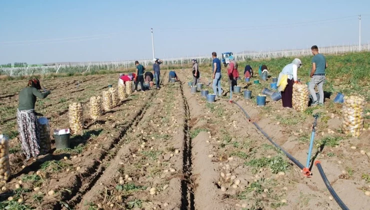 Niğde’den Türkiye’nin dört bir yanına yayılıyor! Üretimi yüzde 200 arttı