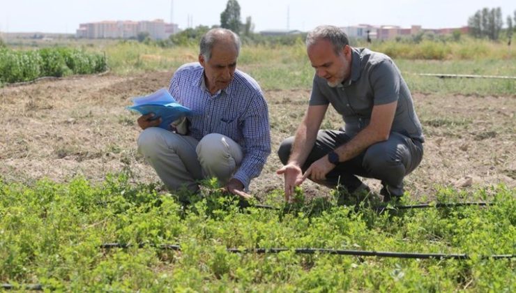 Ömer Halisdemir Üni. Rektörlüğü Prof. Dr. Hasan Uslu Niğde’de yetiştirildi: Hem daha verimli hem hızlı hasat ediliyor…