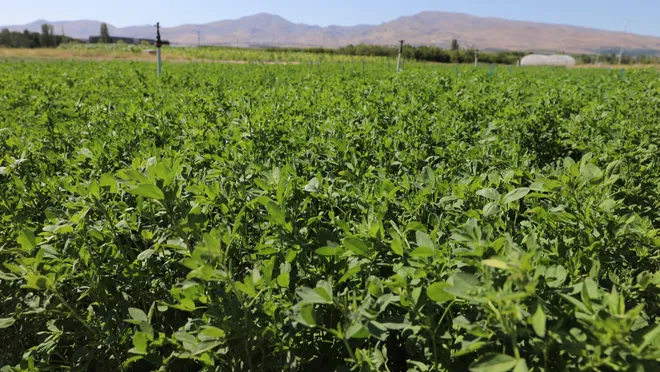 Niğde’de yüksek verimli yonca çeşidi geliştirildi